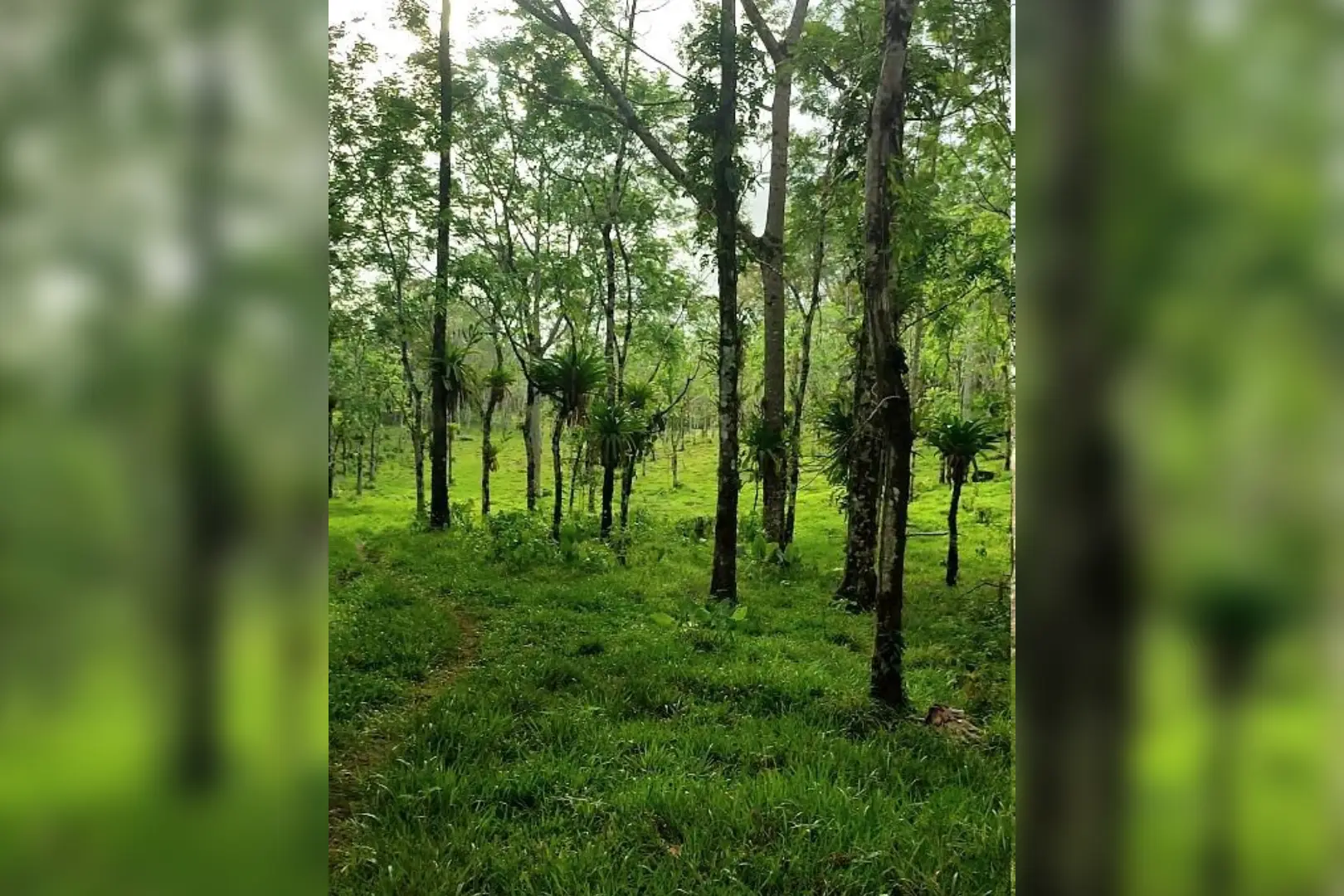 A forest with many trees and grass