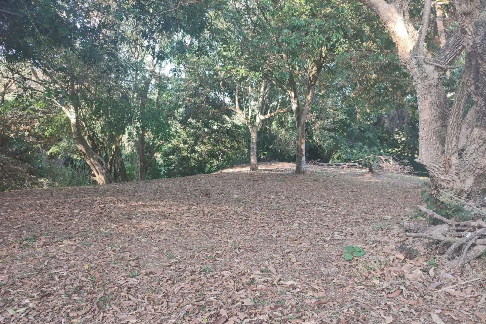 A field with trees and leaves on the ground.