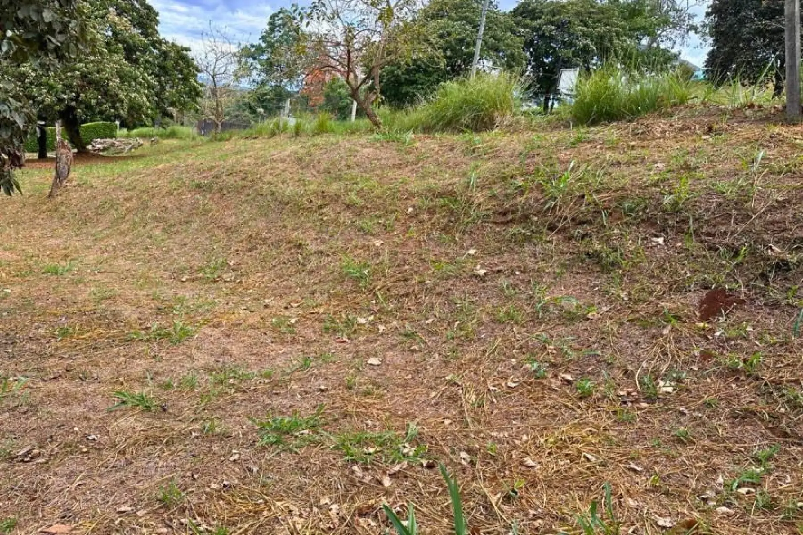 A field with grass and trees in the background.