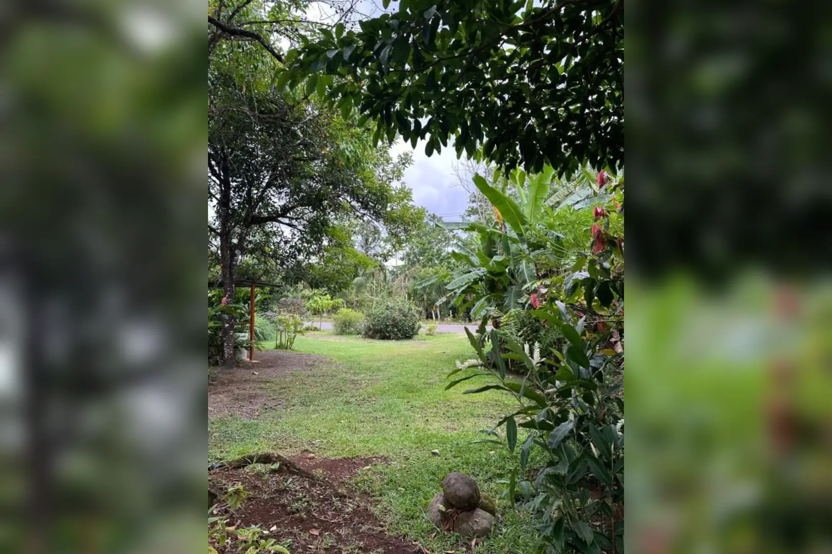 A view of trees and bushes from the ground.