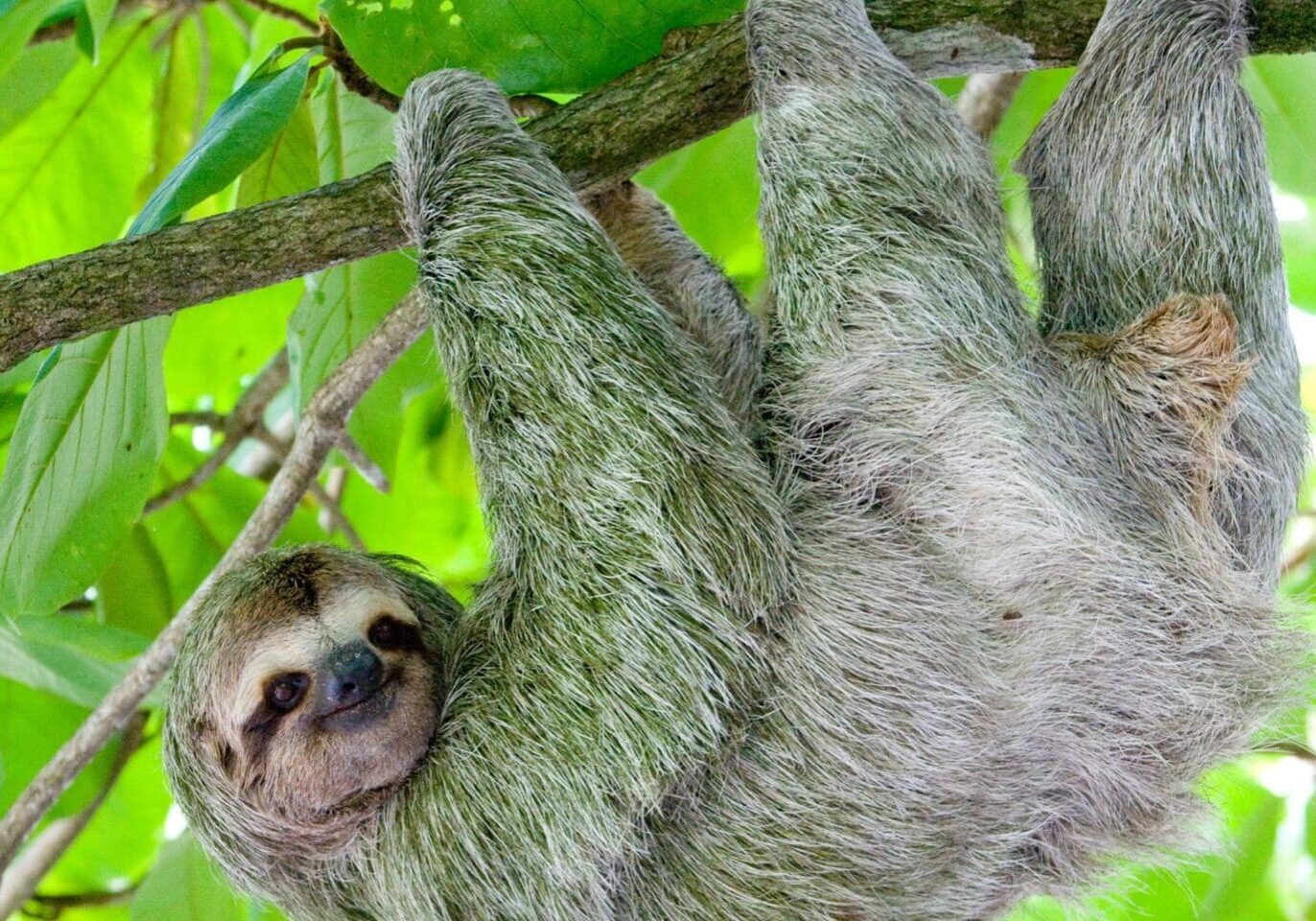 A baby sloth hanging from the side of a tree.